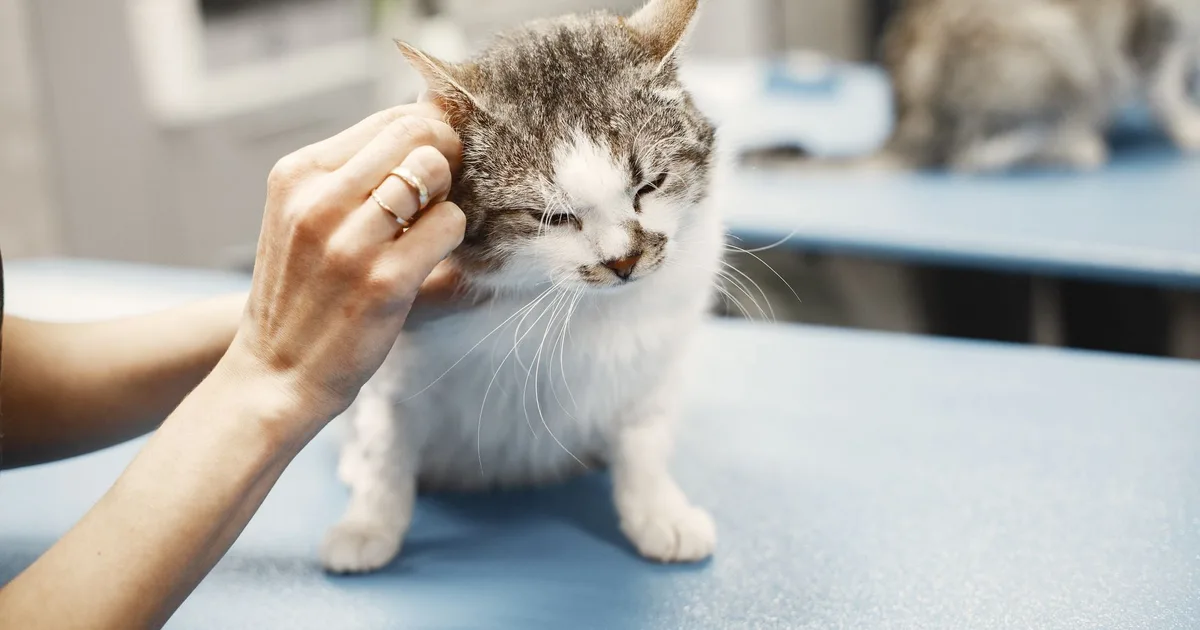 Vétérinaire libéral examinant un animal en clinique, profession exposée aux accidents